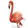 APNG2.jpg DOWNLOAD Flamingo 3D MODEL ANIMATED - BLENDER - 3DS MAX - CINEMA 4D - FBX - MAYA - UNITY - UNREAL - OBJ -  Flamingo DINOSAUR DINOSAUR Flamingo DINOSAUR BIRD