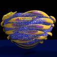 caseating-granuolma-tuberculosis-labelled-3d-model-blend-9.jpg Caseating granuolma tuberculosis labelled 3D model
