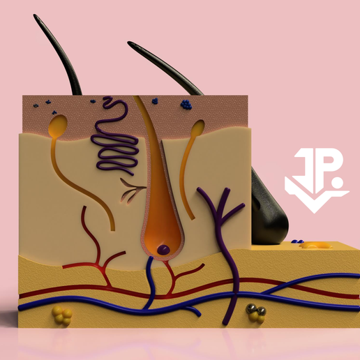 🩻 3D SKIN SKIN_ 3D SKIN MODEL_ SKIN MODEL_ SKIN MODEL_ SKIN MOCKUP・ STL ...