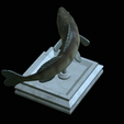 zander-open-mouth-tocenej-20.png fish zander / pikeperch / Sander lucioperca trophy statue detailed texture for 3d printing