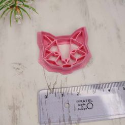 371514026_1402614310334880_4671026435965934627_n.jpg Gato salvaje