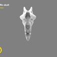 render_scene_gray_background_1300x1000.254.jpg Giraffe Skull
