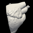 3.png 3D Model of Heart (apical 4 chamber plane)