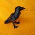 IMG_20241014_155817377.jpg Crow