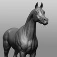 10.jpg Horse Breeds Collection