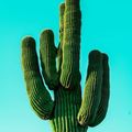 PrintCactus
