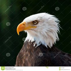 american-eagle-22523986.jpg Archivo STL gratuito buckers@live.fr・Idea de impresión 3D para descargar, buckers