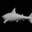 6.png Bull Shark