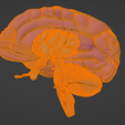 26.png 3D Model of Skull with Brain and Brain Stem - best version
