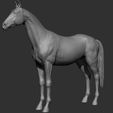 14.jpg Horse Breeds Collection