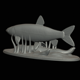 Grass-carp-1-13.png fish grass carp / Ctenopharyngodon idella / amur bílý statue detailed texture for 3d printing