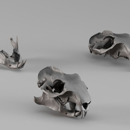 001727 Marmot Skull – Raw 3D Scan