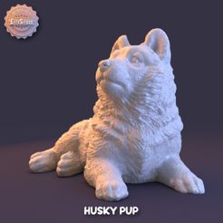 HP1.jpg Husky Pup
