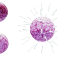 Ovum_Render_1.png Human Fertilization of Sperm and Egg cell (Ovum)
