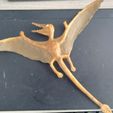 20231015_151500.jpg Rhamphorhynchus