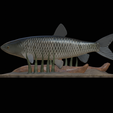 Grass-carp-1-2.png fish grass carp / Ctenopharyngodon idella / amur bílý statue detailed texture for 3d printing
