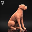 Boxer-Pose-05-Dog-3D-Print-2s.jpeg Chien Boxer Modèle imprimé en 3D Pose 05