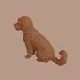 Lowchen_0013.jpg Lowchen Dog in Sitting Pose