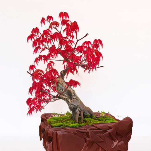 elderberry bonsai Sambucus 'Black Lace' – Hardy Elderberry Shrub with Dark Foliage – Plant  Studio main image 1