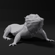 untitled3.png Bearded Dragon Realistic Lizard