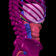 12.png 3D Model of Gastrointestinal Tract with Bones
