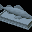 Zander-statue-34.png fish zander / pikeperch / Sander lucioperca statue detailed texture for 3d printing