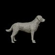 20.jpg Labrador Retriever model 3D print model