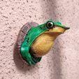 Ranita_de_Darwin_06.jpg Download STL file Darwin wall frog • 3D printable design, Pipe_Cox