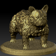 2.png Exotic frenchie Hairy (Fluffy)