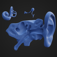 EP7.png Parties de l'anatomie de l'oreille