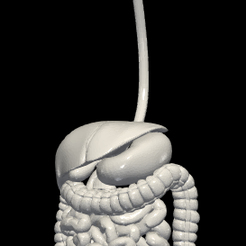1.png 3D Model of Digestive System