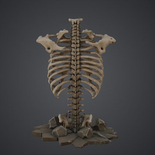 Human Ribcage Skeleton Display – Anatomical Spine and Torso
