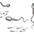 Sperm_Matcap.png Sperm Cell Anatomy