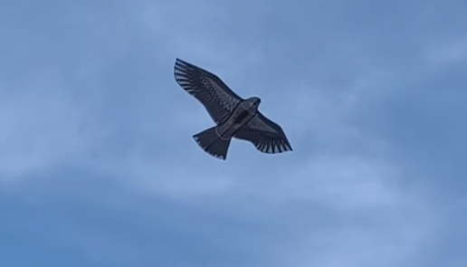 RC bird to be made from an Aliexpress kite for €5.