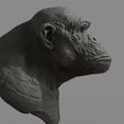 c3.jpg Chimpanzee Bust