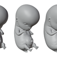 6_Weeks_Matcap_02.png 3D file 6 Weeks Human embryonic (baby stages)・3D print model to download