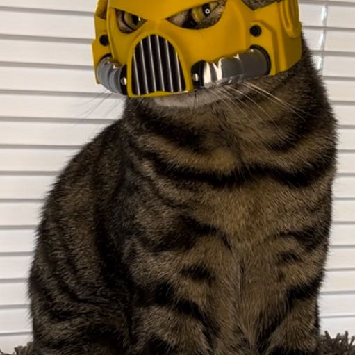 IMG_3738.jpeg SpaceMarine Cat Helmet Mark VIII