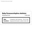 Para_joe_skeleton_label_1_5thscale.jpg Baby Parasaurolophus Skeleton