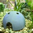 IMG_8399.jpg Coconut shell - the perfect decoration for your aquarium