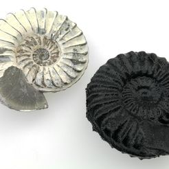 ammonite_and_print_display_large.jpg Ammonite