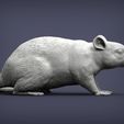 rat5.jpg Rat 3D print model
