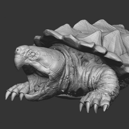 8-quad.jpg Alligator Snapping Turtle