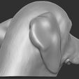 8.jpg Puppy of Beagle dog head for 3D printing