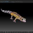 ZBrush1.jpg Leopard Gecko (Color Shape)-STL 3D Print File - with Full-5