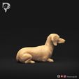 Dachshund-Miniature-Smooth-Haired-Pose-07-Dog-3D-Print-3s.jpeg Dachshund Miniature Smooth Haired Pose 07