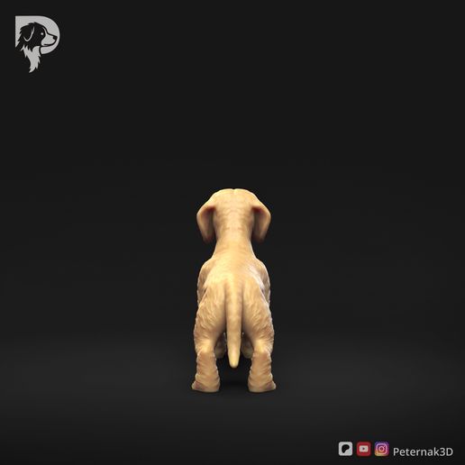 Dachshund-Miniature-Wire-Haired-Pose-01-Dog-3D-Print-5s.jpeg Dackel Miniatur Drahthaar Pose 01