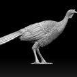 6756756732.jpg bird Turkey