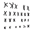 Karyotype_Render_2.png Human Karyotype - Male and Female