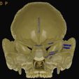 skull-labelled-anatomy-text-ldetailed-3d-model-blend-1.jpg skull labelled anatomy text detailed 3D