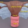 uterus-3d-model-obj-3ds-fbx-blend.jpg Uterus human 3D model